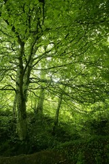 Beech green magic forest woods