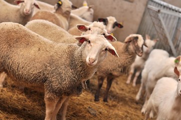 Obraz premium moutons