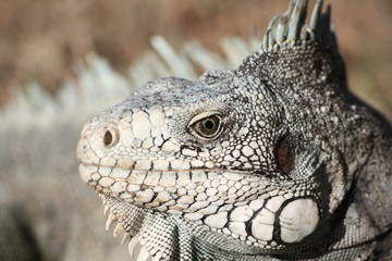 Leguan auf der französischen Karibikinsel Guadeloupe