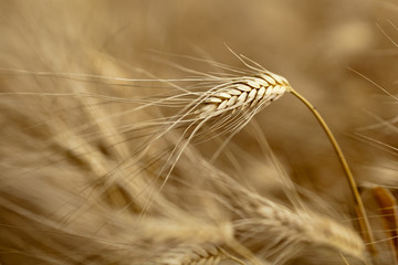 Ears of ripe barley ready for harvest growing in a farm field