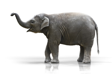 Junger Elefant macht den Rüssel hoch wd605 - 21154179