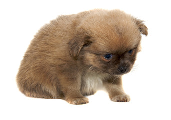 Fototapeta premium Chihuahua dog on white background