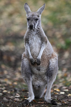 Kangaroo in nature.