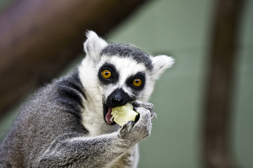 Feeding Time © Christopher Wright