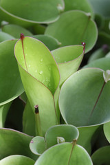 Obraz premium Leafs