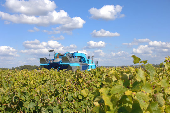vendanges en cognac