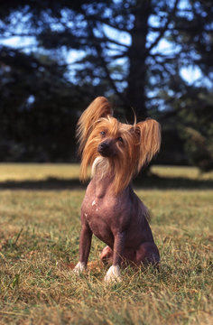 chien nu de chine assis en ext&eacute;rieur au soleil