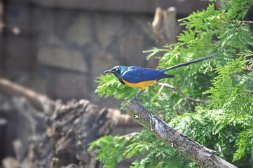 Bird