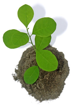 jeune plante verte fond blanc