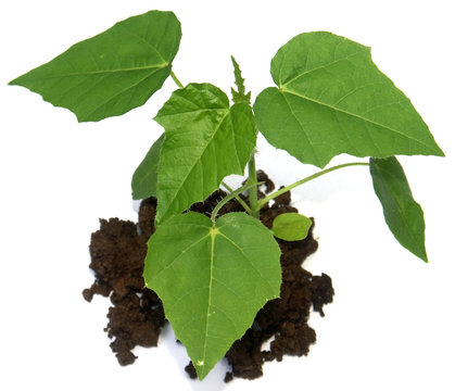pousse verte fond blanc