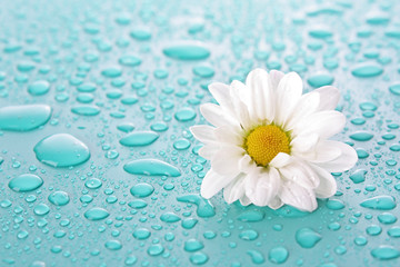 White camomile on blue background