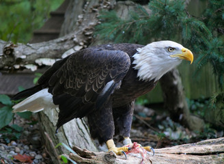 American Bald Eagle