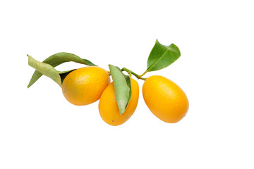 kumquat fruits on white background