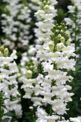 Snapdragon