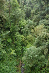 Obraz premium Regenwald