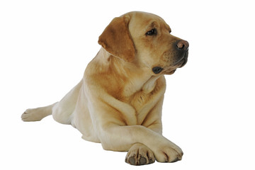 labrador adulte de trois quart pattes croisées