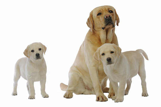2 876 Best Chiot Labrador Images Stock Photos Vectors Adobe Stock 2 876 Best Chiot Labrador Images Stock Photos Vectors Adobe Stock