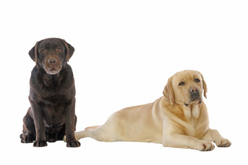 Obraz premium couple de labradors s'entendant bien