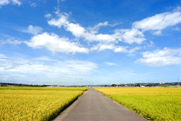 田んぼの中の道