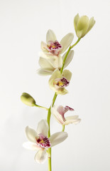 Fototapeta na wymiar orchidea1