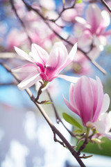 Obraz na płótnie Canvas Drzewo magnolia w rozkwicie