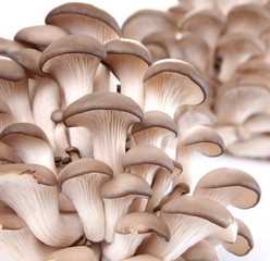 Oyster mushrooms