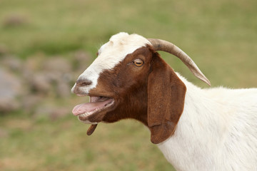 Goat © Gert Vrey