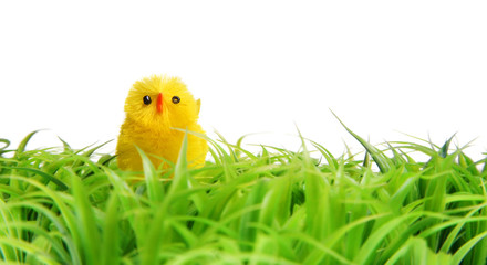 Easter Chick On Green Grass. Isolated on white background.