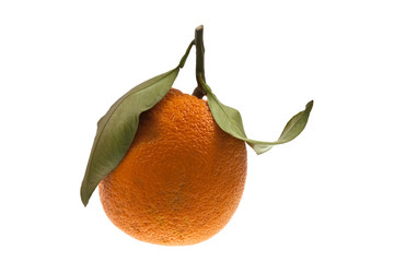 Bio-Orange freigestellt #1