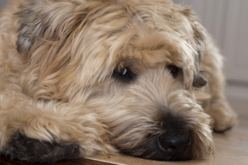 Naklejka na ściany i meble Wheaten Terrier Portrait