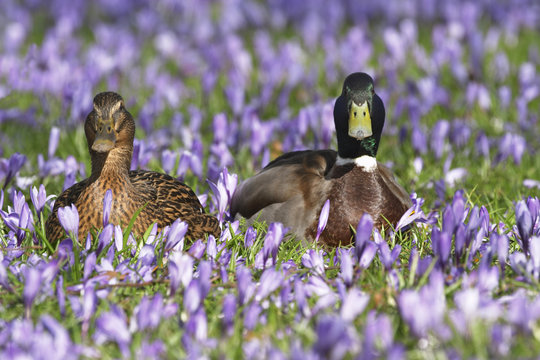 Stockenten P&auml;rchen sitzen zwischen Krokusbl&uuml;ten