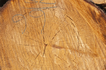 Destruction of forests due to logging