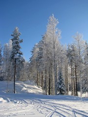 for&ecirc;t finlandaise