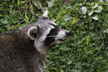 Fototapeta premium Waschbär