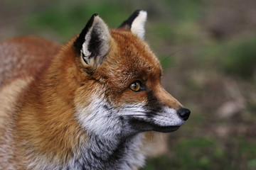 Head of a Red Fox