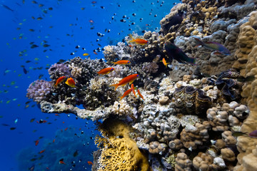 Naklejka na ściany i meble Shoal of fish on the coral reef