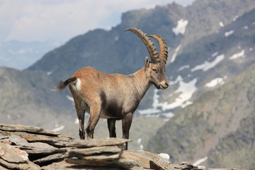 Steinbock, Capra ibex