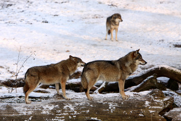 Wölfe im Schnee