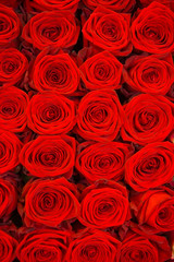 red roses