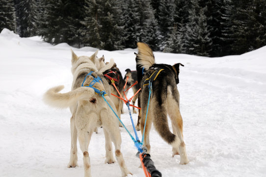 Sled dogs