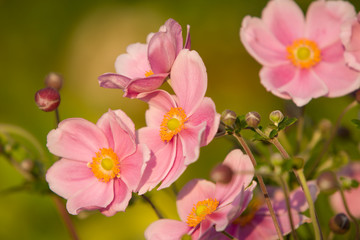 Anemone, September Charm