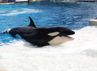 killer whale © Menillo