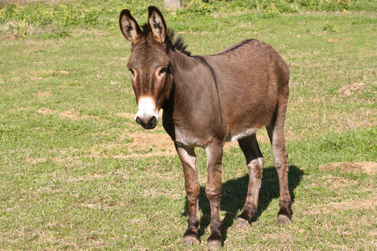 Donkey in a pasture