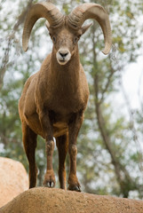Obraz premium Desert Bighorn Sheep (Ovis canadensis nelsoni)