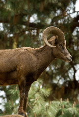 Desert Bighorn Sheep (Ovis canadensis nelsoni)