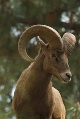 Desert Bighorn Sheep (Ovis canadensis nelsoni)