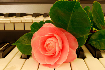 Camelia