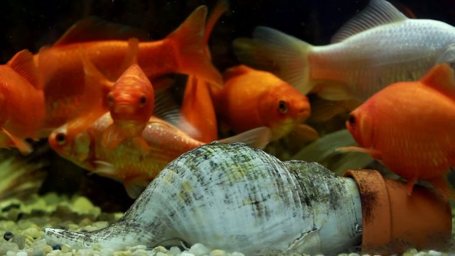 Goldfish III