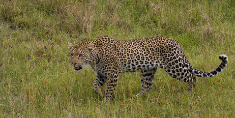 Leopardo africa