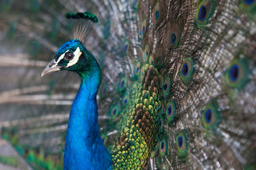 peacock